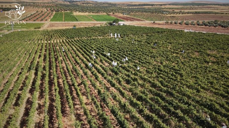 Kilis'te bağların havadan görünümü